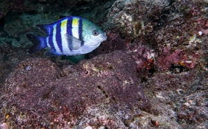 Maldives 2021 - Poisson bagnard - Sergeant-major - Abudefduf vaigiensis - DSC00154_rc